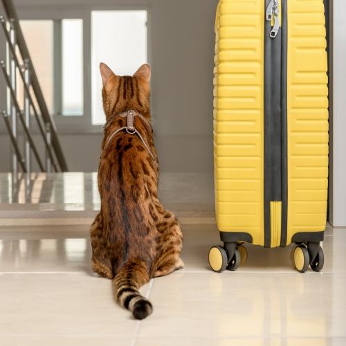 In viaggio con il gatto In viaggio con il gatto