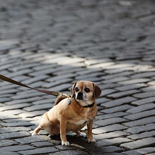 Chien promenade