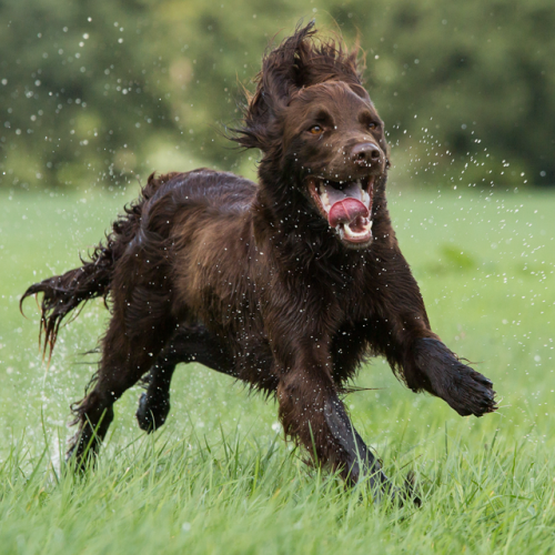 cane che corre